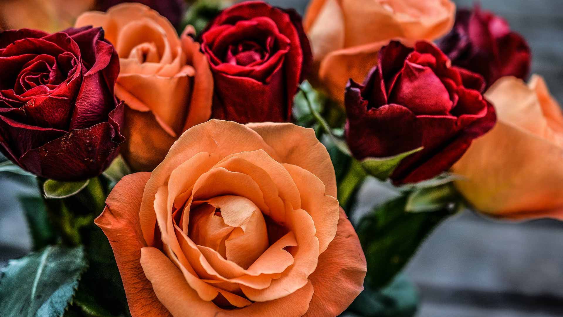 Six Most Amazing Flower Colours for Valentine’s Day Guernsey Flowers