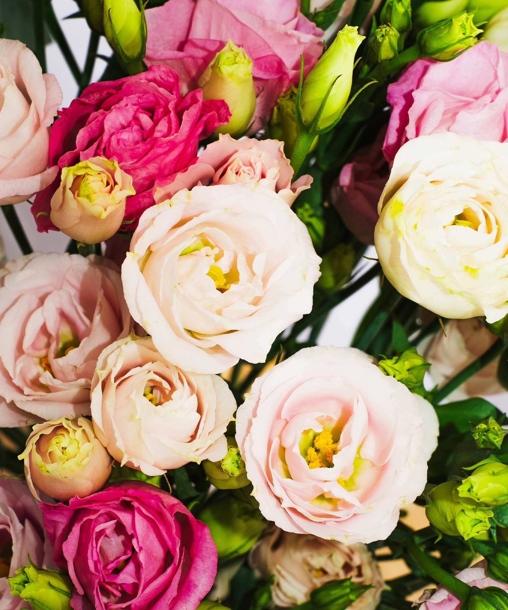 Lisianthus Guernsey Flowers by Post