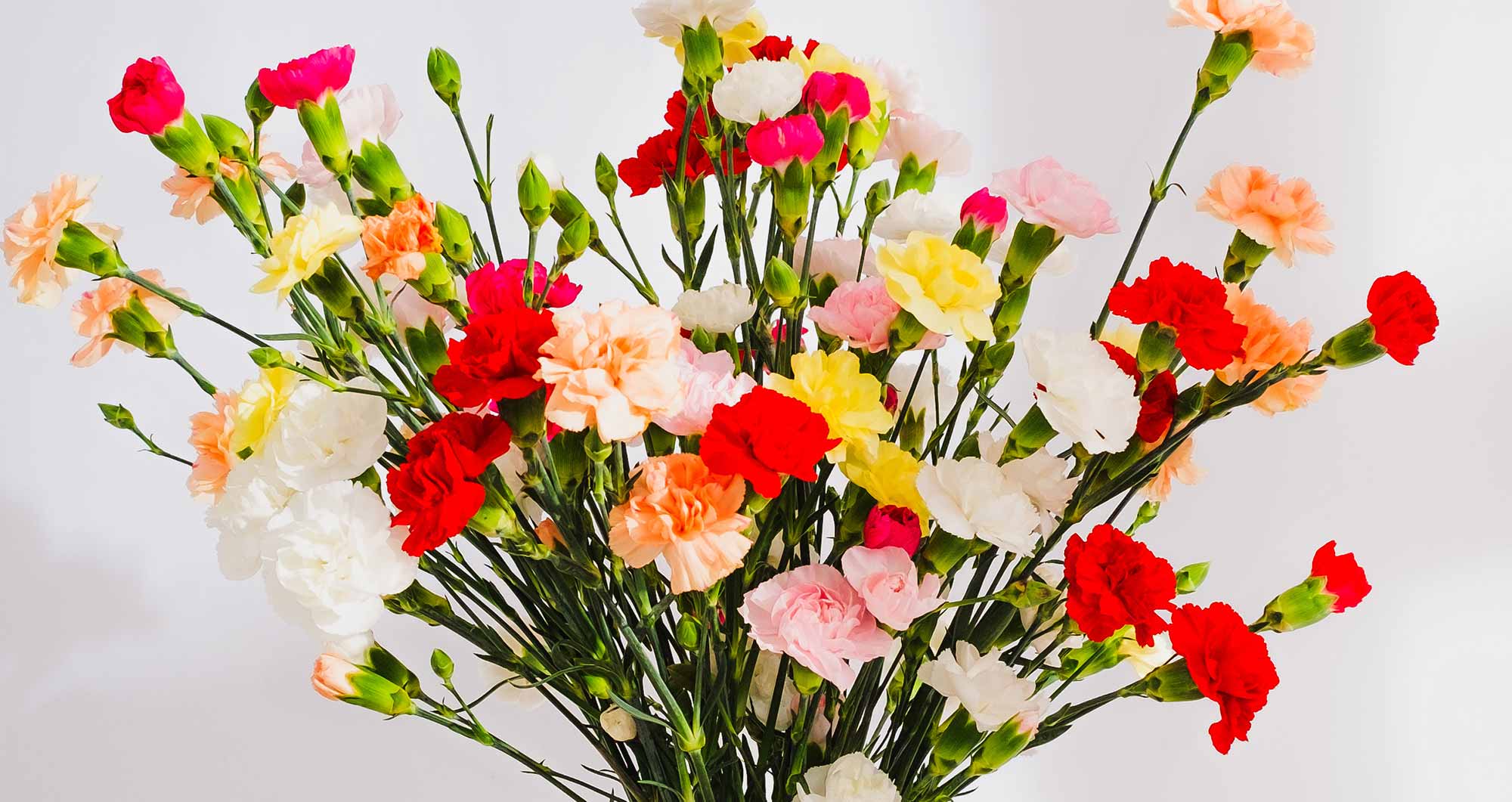 Spray Carnations Carnations by Post for UK Delivery Guernsey Flowers by Post