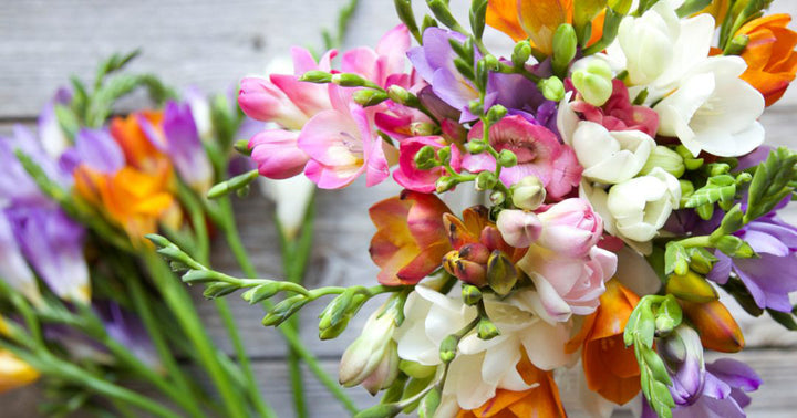 Short Stem Freesias - Guernsey Flowers by Post
