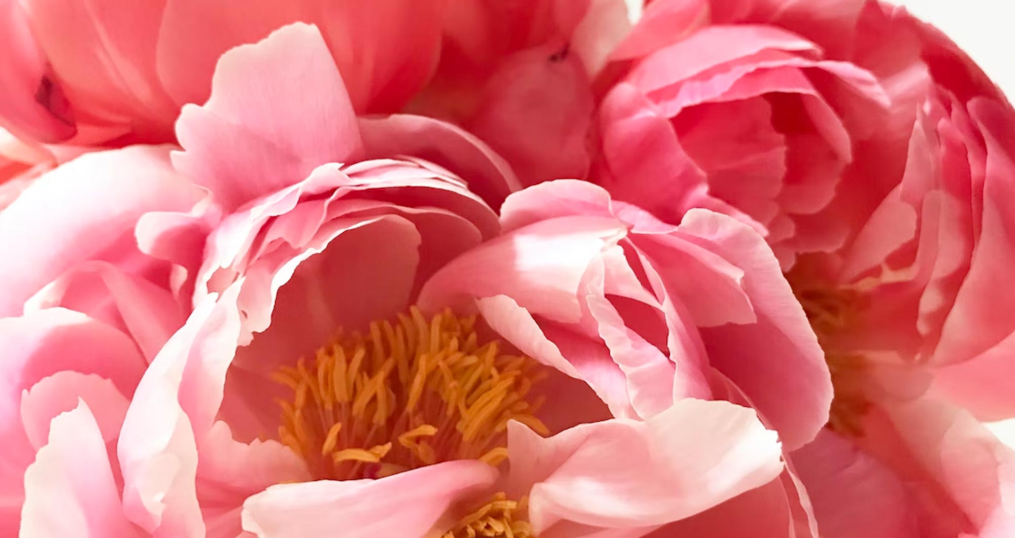 Peonies Guernsey Flowers by Post