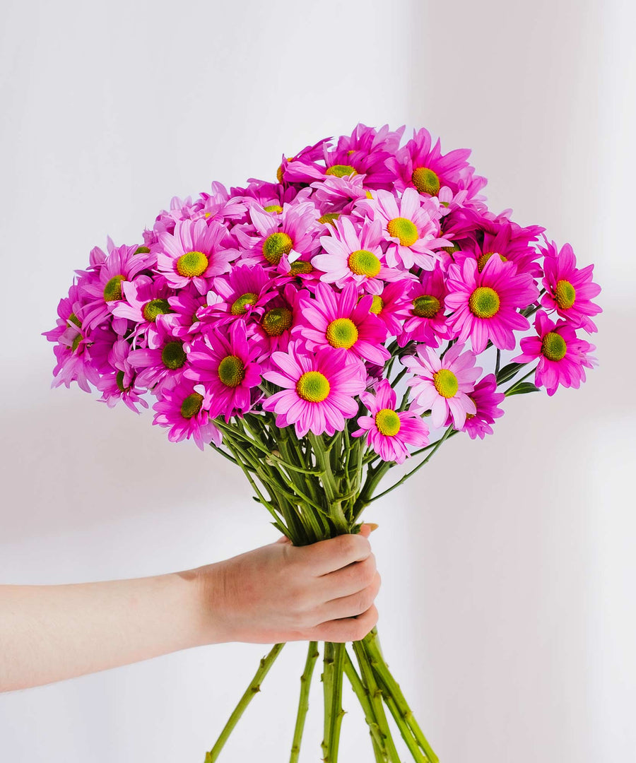 Pink Chrysanthemum Flowers - Guernsey Flowers by Post