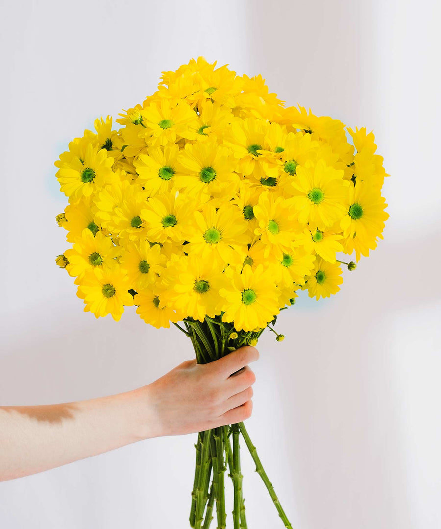 Yellow Chrysanthemum Flowers - Guernsey Flowers by Post