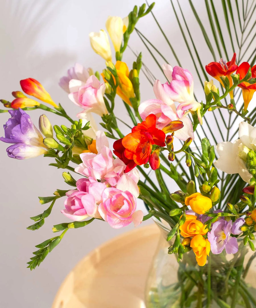 Mixed Guernsey Short Stem Freesia Flowers - Guernsey Flowers by Post