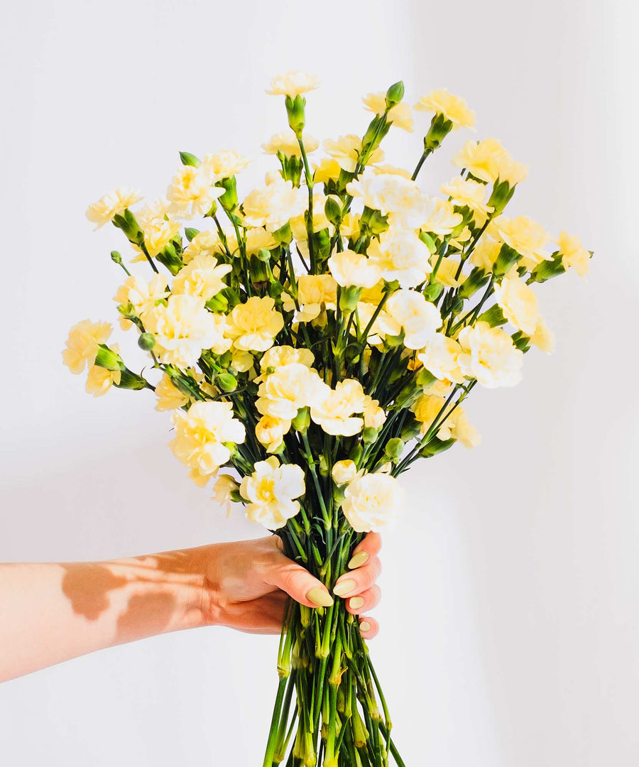 Spray Yellow Carnation Flowers - Guernsey Flowers by Post