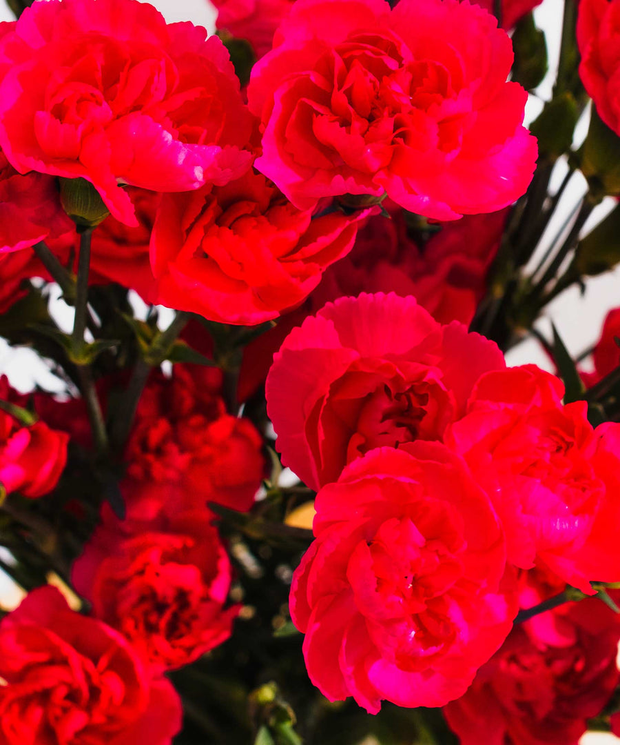 Spray Magenta Carnation Flowers - Guernsey Flowers by Post