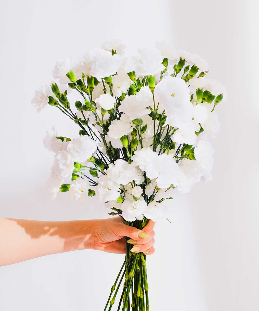 Spray White Carnation Flowers - Guernsey Flowers by Post