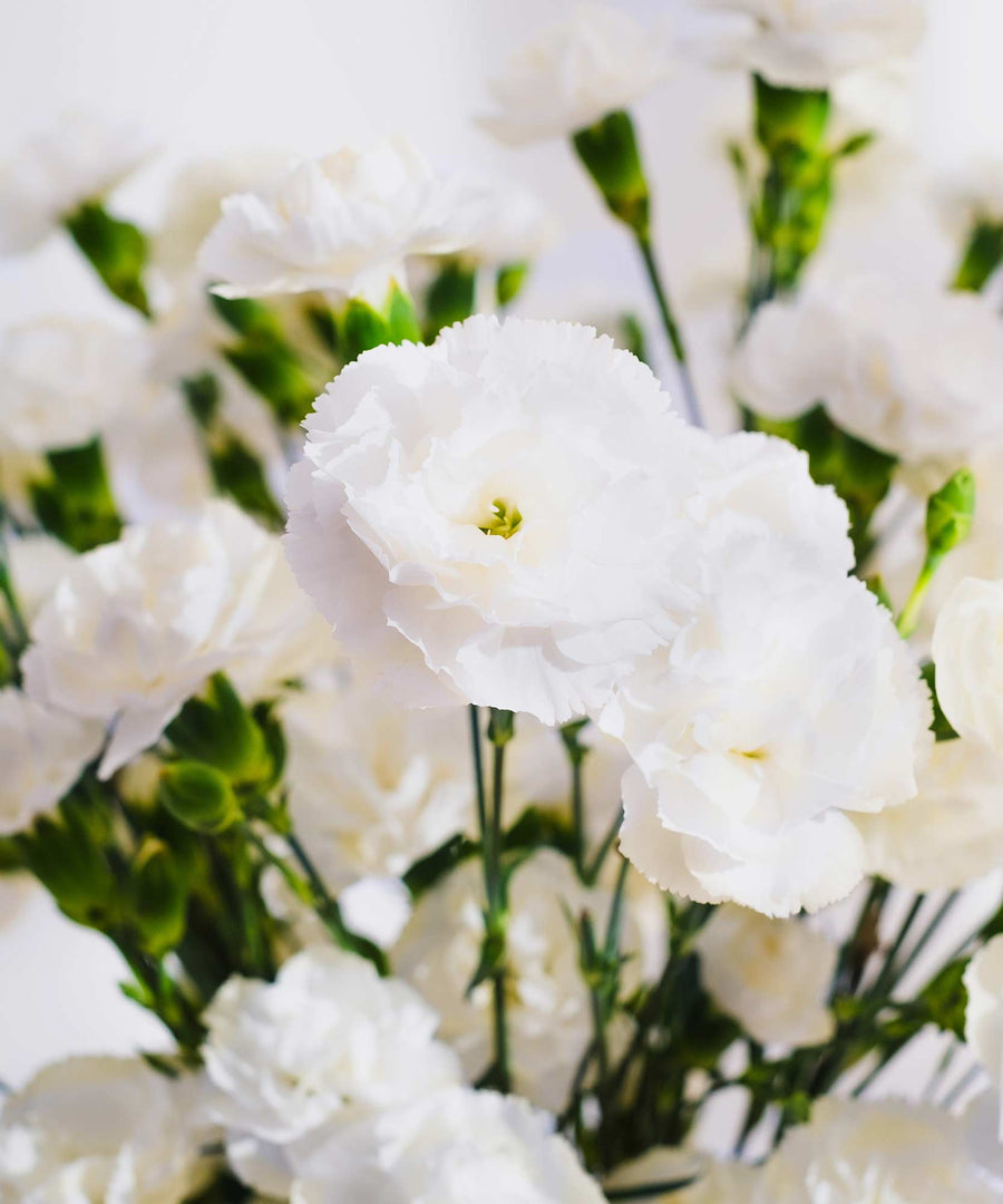 Spray White Carnation Flowers - Guernsey Flowers by Post