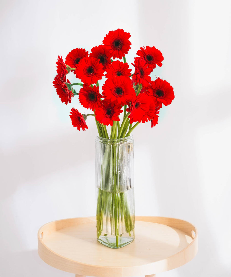 Red & Black Gerbera Flowers - Guernsey Flowers by Post