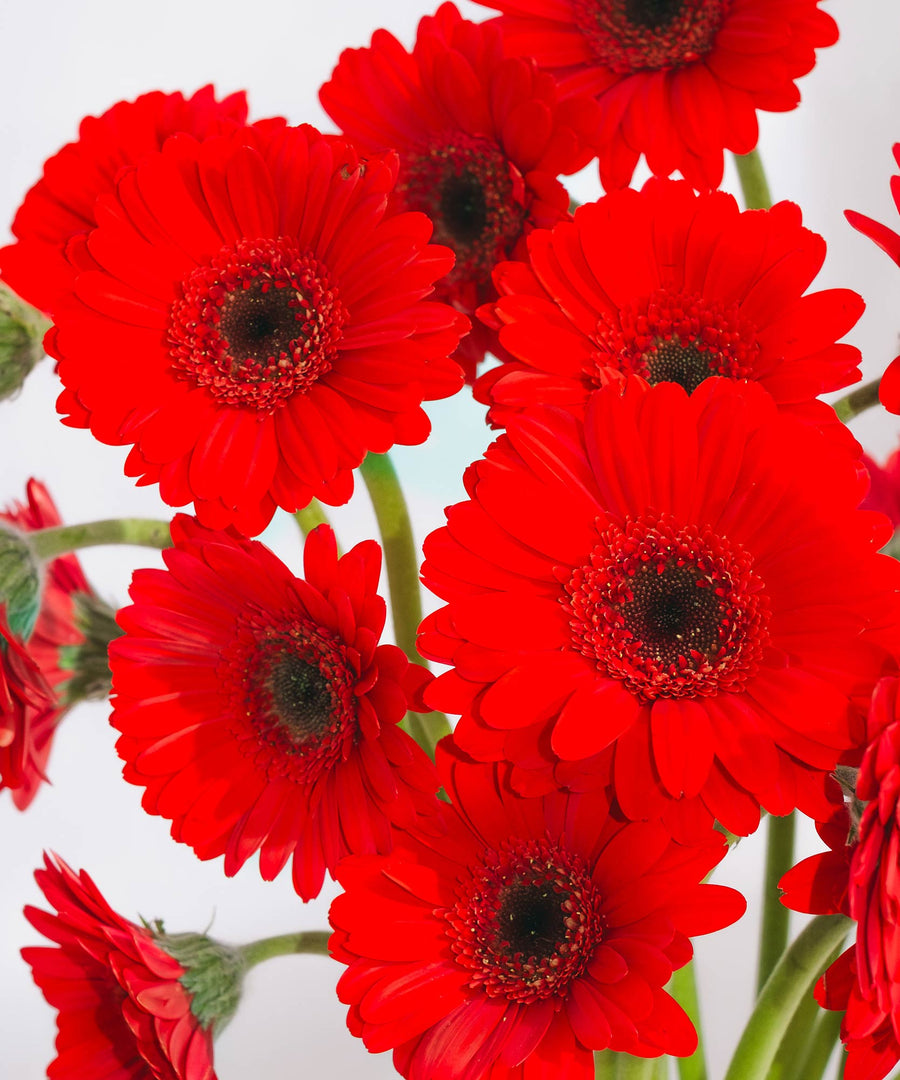 Red & Black Gerbera Flowers - Guernsey Flowers by Post