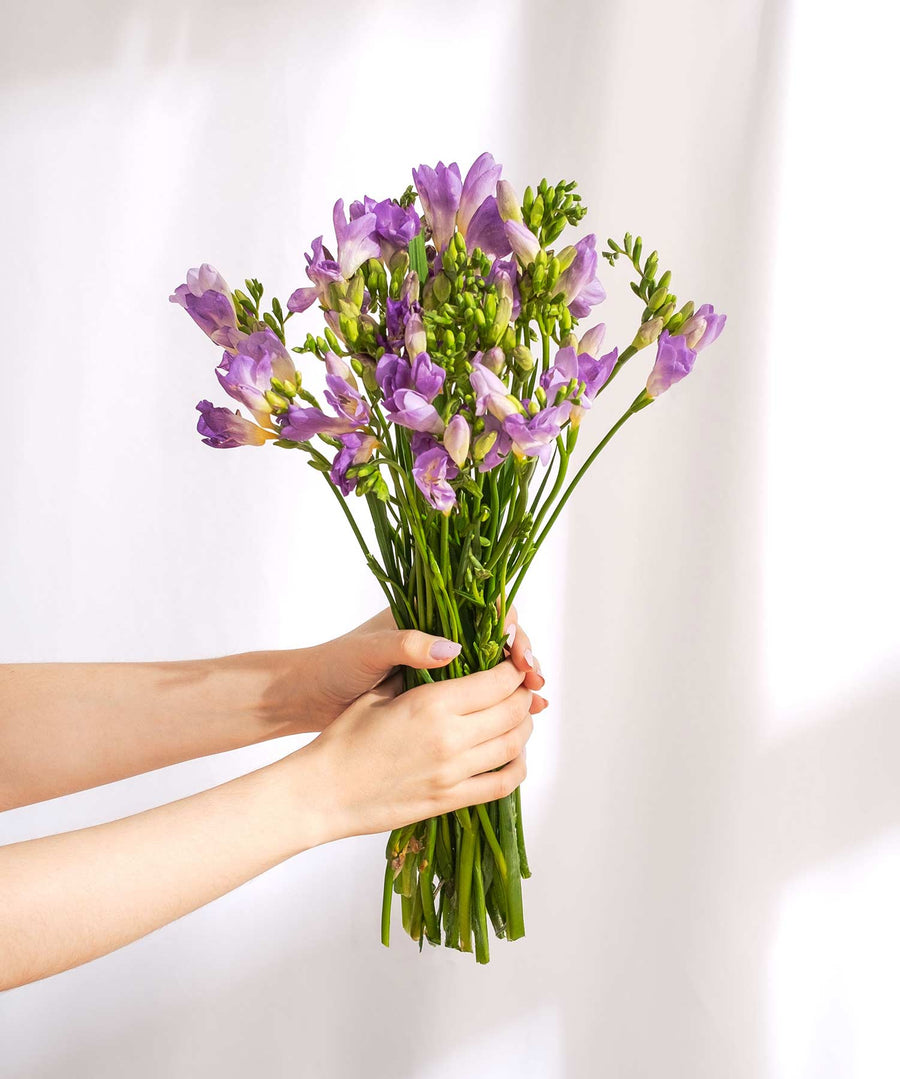 Purple Pink Guernsey Short Stem Freesia Flowers - Guernsey Flowers by Post