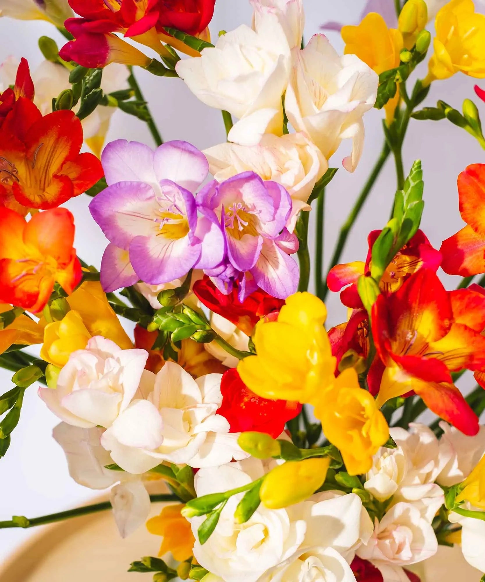 Beautiful Subscription Freesias to send by post to London, UK, Channel