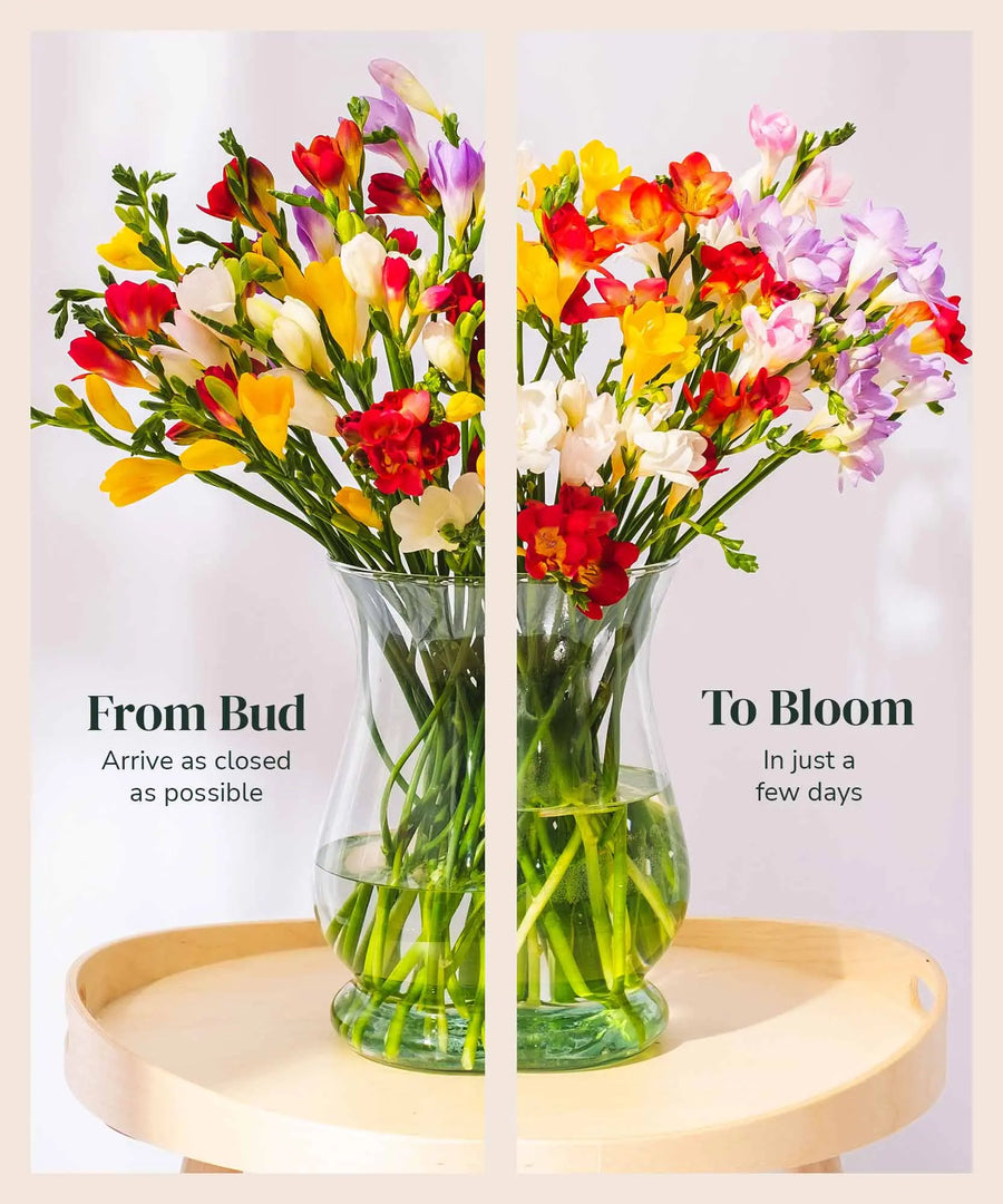 Mixed Guernsey Long Stem Freesia Flowers - Guernsey Flowers by Post