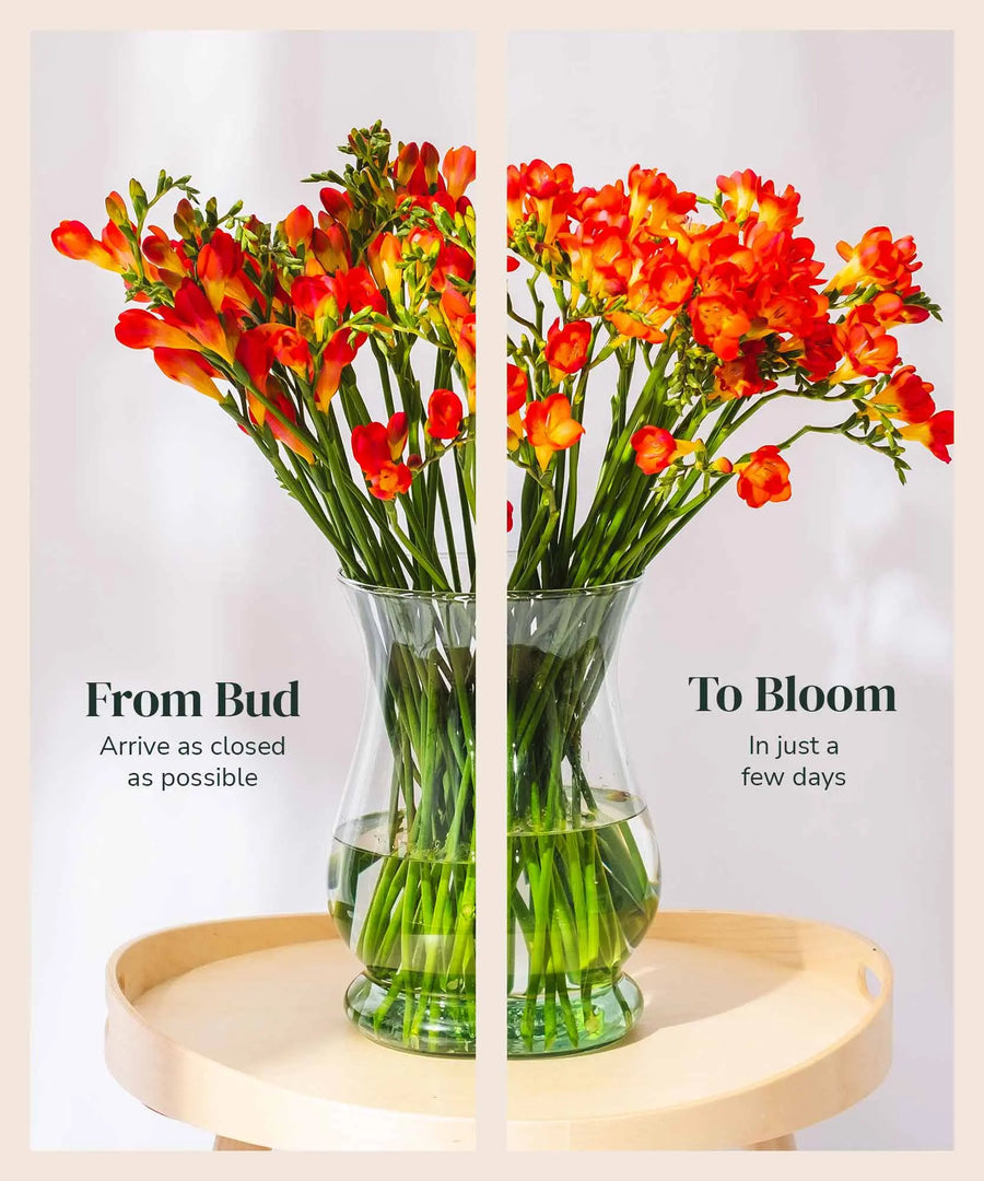 Red Guernsey Long Stem Freesia Flowers - Guernsey Flowers by Post
