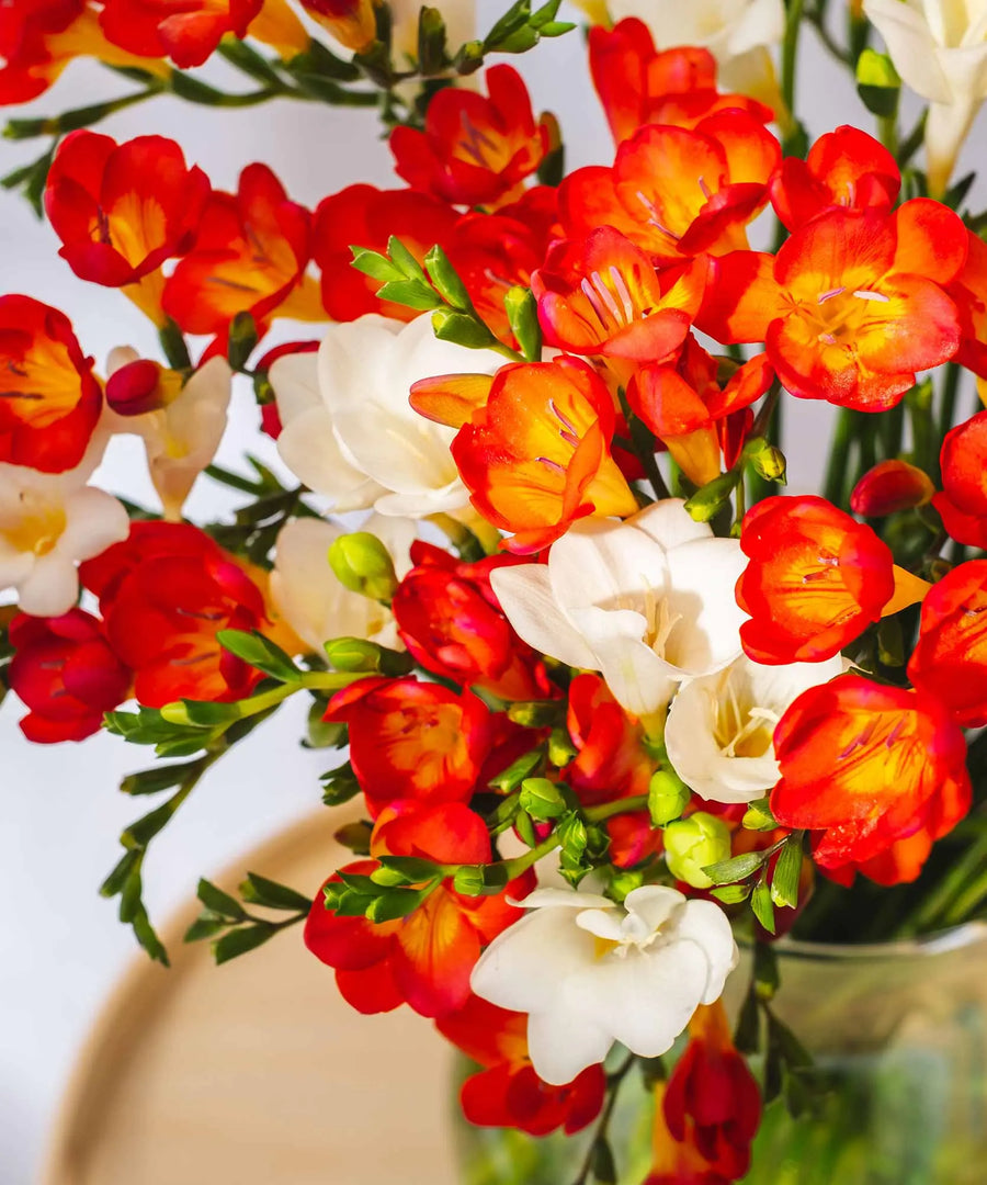 Red & White Guernsey Long Stem Freesia Flowers - Guernsey Flowers by Post