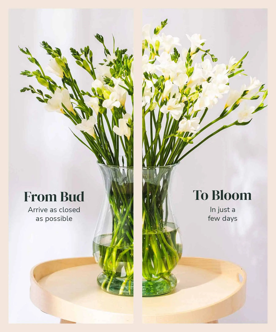 White Guernsey Long Stem Freesia Flowers - Guernsey Flowers by Post