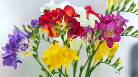 A Comprehensive Guide About Bouquets of Guernsey Flowers by Post - Guernsey Flowers by Post
