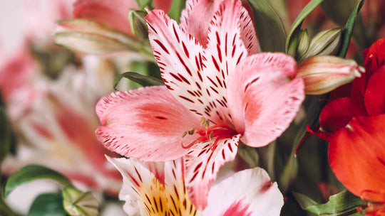 Artistic Garden creating Natural Love Blossoms - Guernsey Flowers by Post
