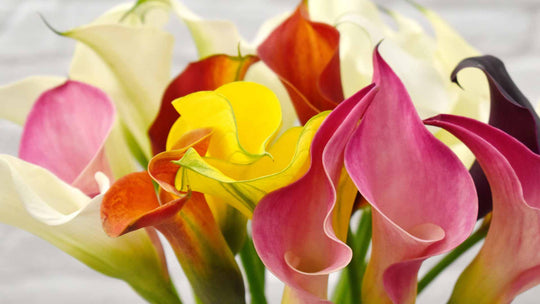 Calla Lily: The Beautiful Lily Thats Not a Lily - Guernsey Flowers by Post