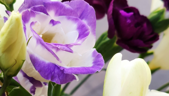 Purple and white flower 