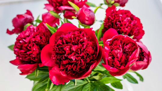 Red peonies bouquet