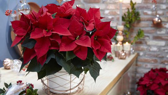 History of Poinsettia | The flower of Christmas - Guernsey Flowers by Post