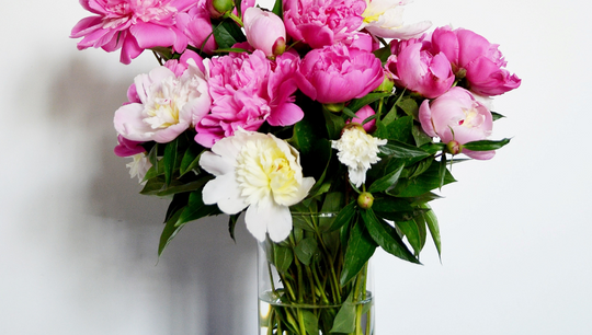 Bouquet of magenta flowers