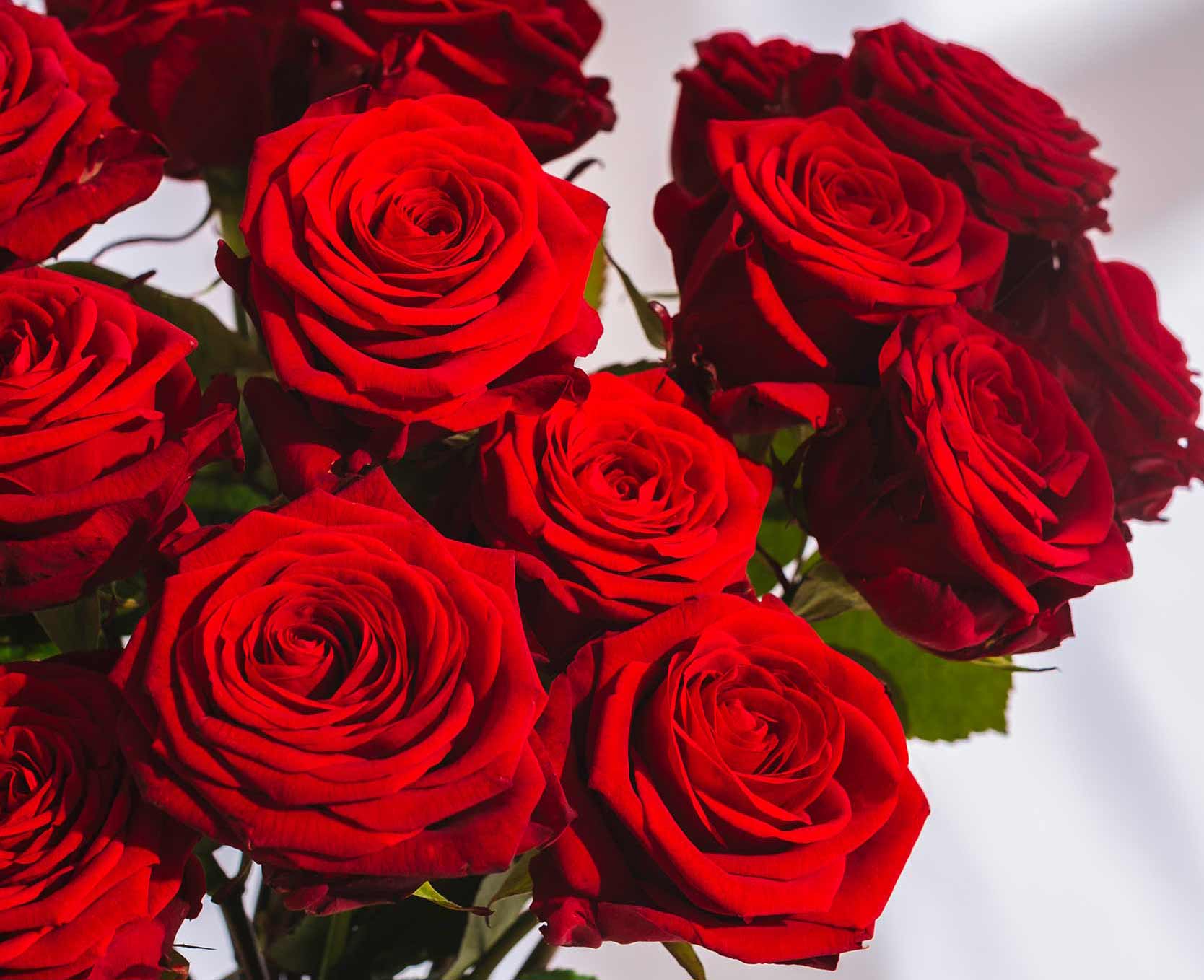 Red Rose Delivery A Perfect Expression of Love for Special Occasions