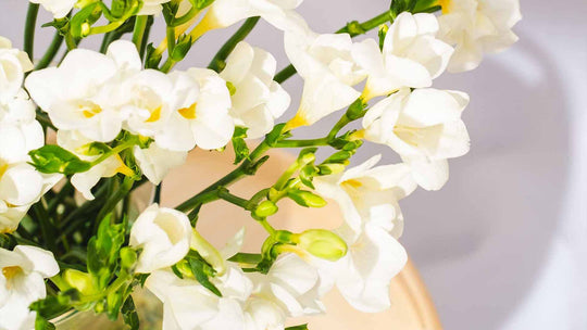 Elegant Expressions of Love: White Freesias by Post - Guernsey Flowers by Post