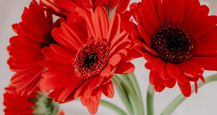 Gerberas - Guernsey Flowers by Post