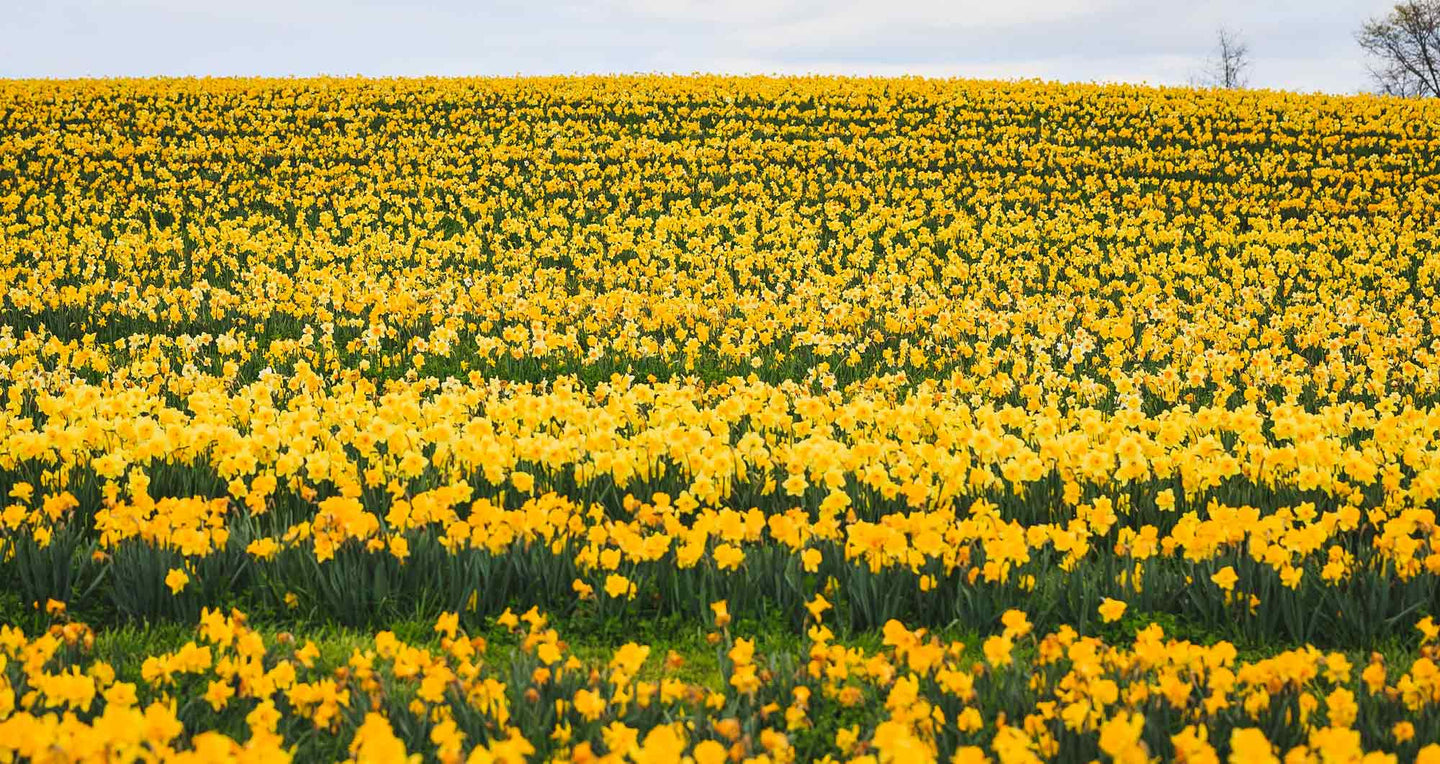 All Other Flowers - Guernsey Flowers by Post