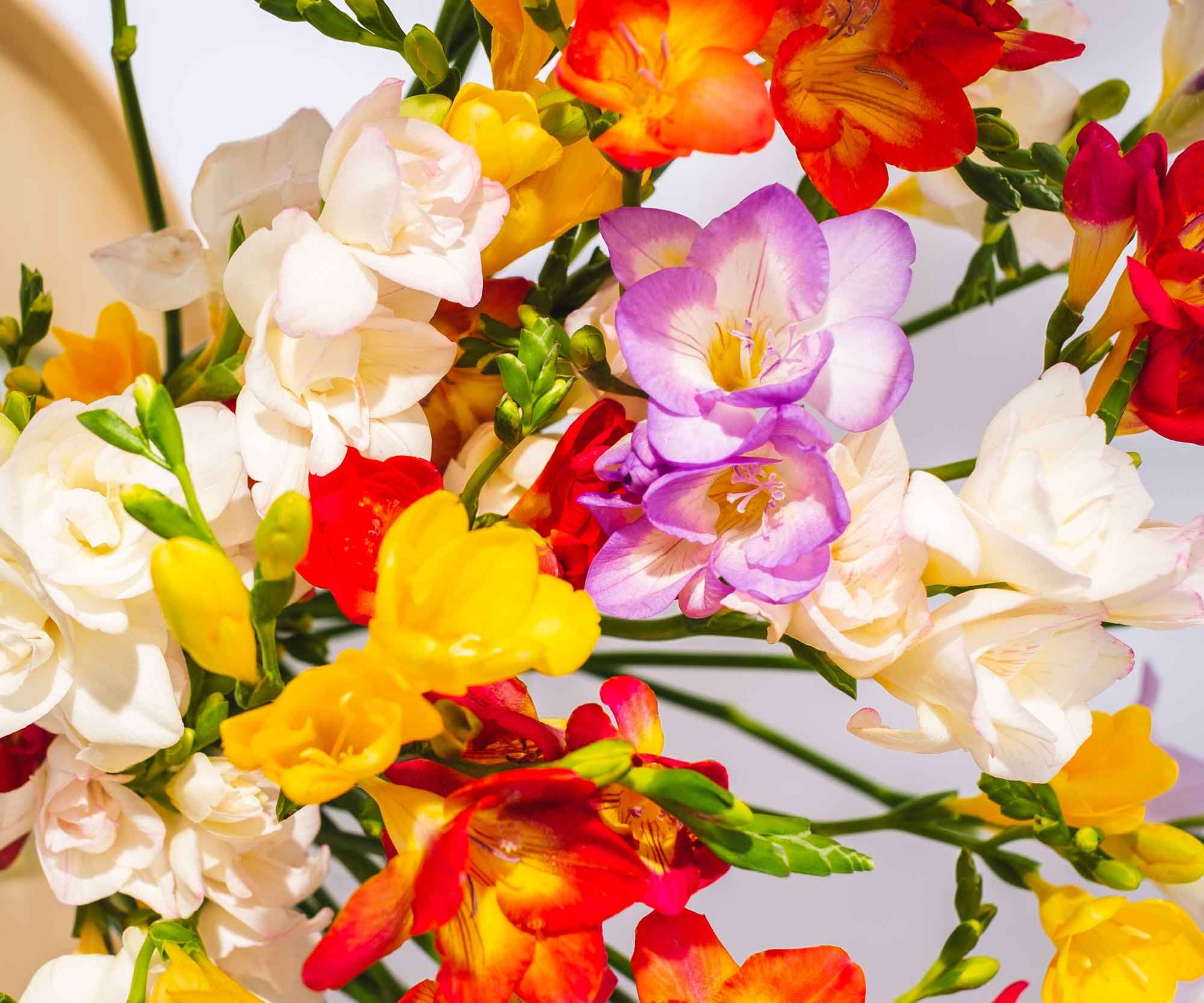 Freesias by Post Guernsey Flowers by Post