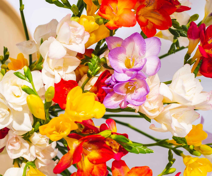 Long Stem Freesia Delivery - Guernsey Flowers by Post