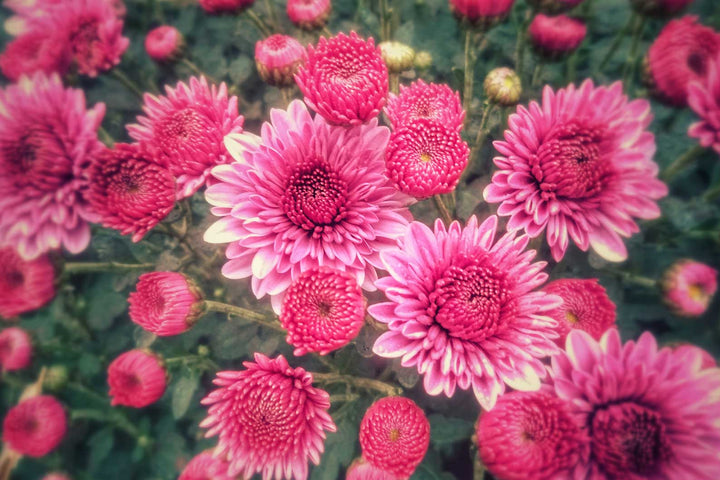 Chrysanthemums - Guernsey Flowers by Post