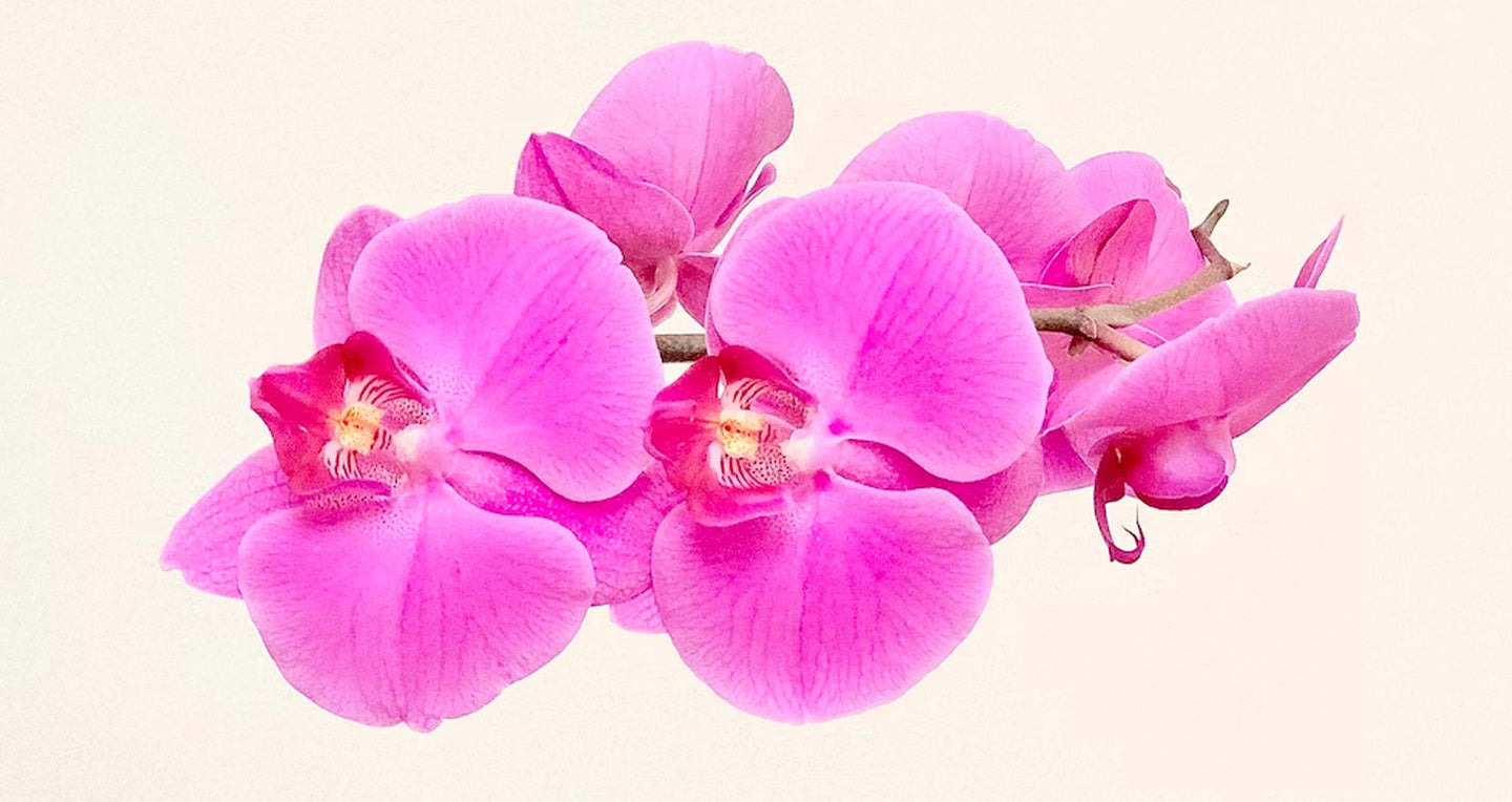 Orchids - Guernsey Flowers by Post