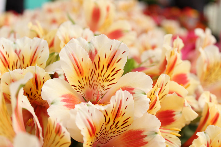 Alstroemeria - Guernsey Flowers by Post