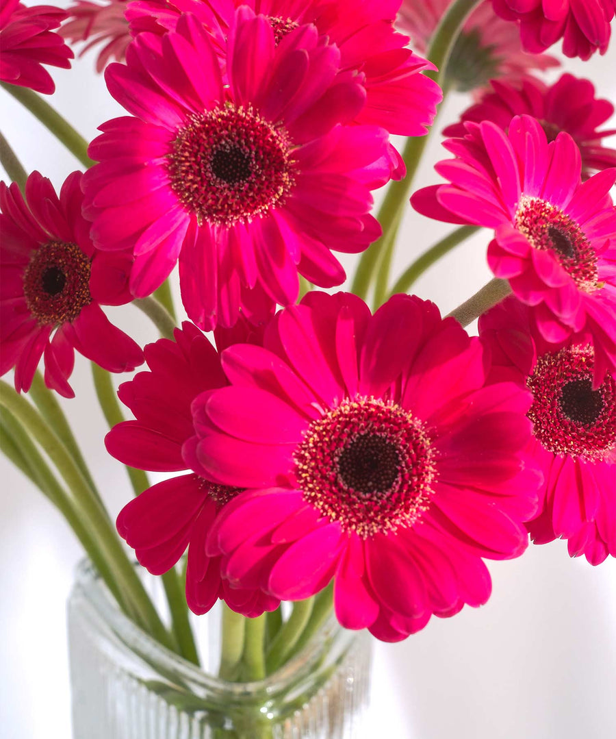 Pink & Black Gerbera Flowers - Guernsey Flowers by Post