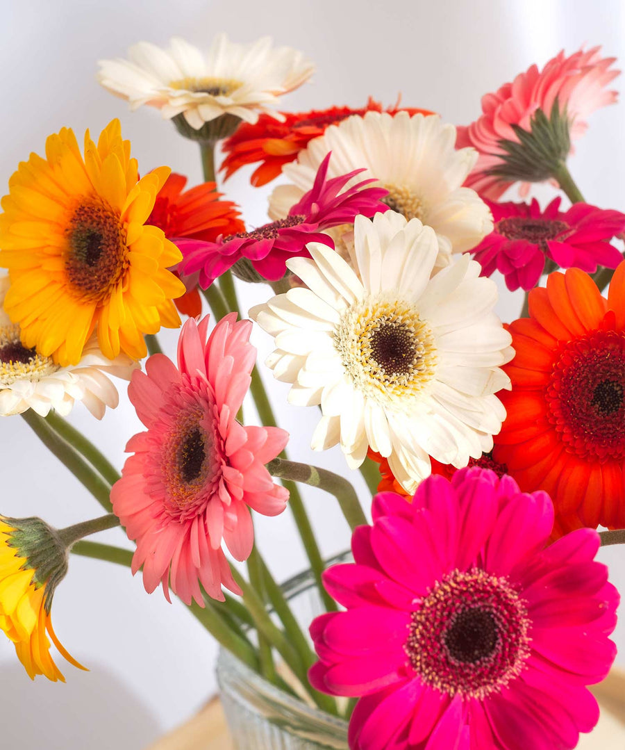 Mixed Gerbera Flowers - Guernsey Flowers by Post