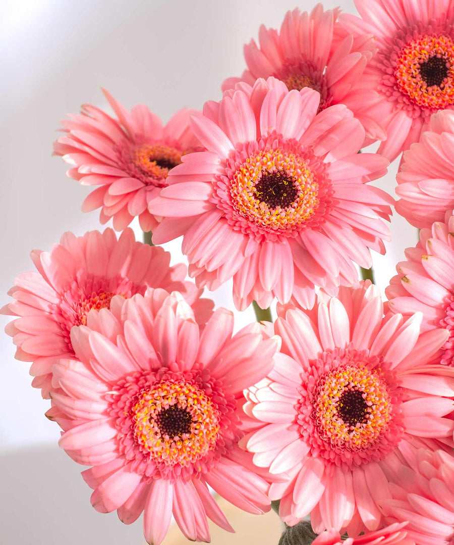 Soft Pink Gerbera Flowers - Guernsey Flowers by Post