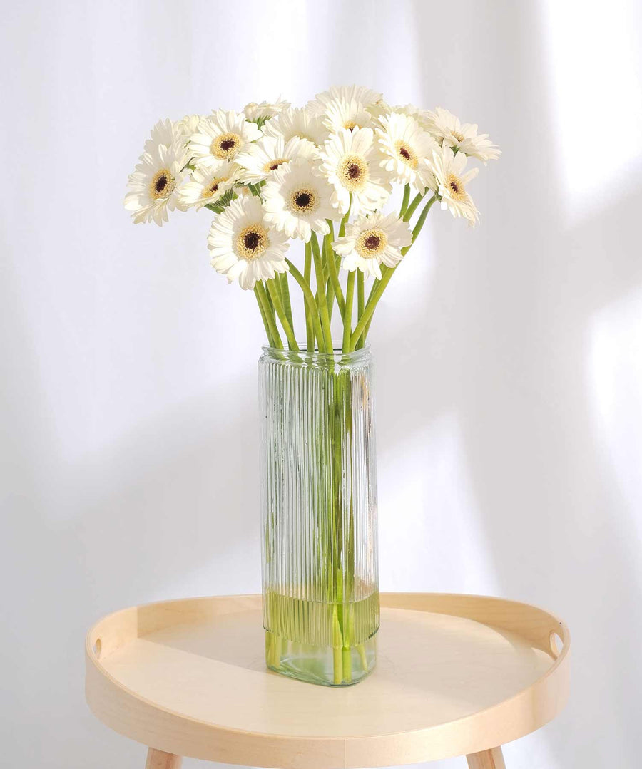 White & Yellow Gerbera Flowers - Guernsey Flowers by Post