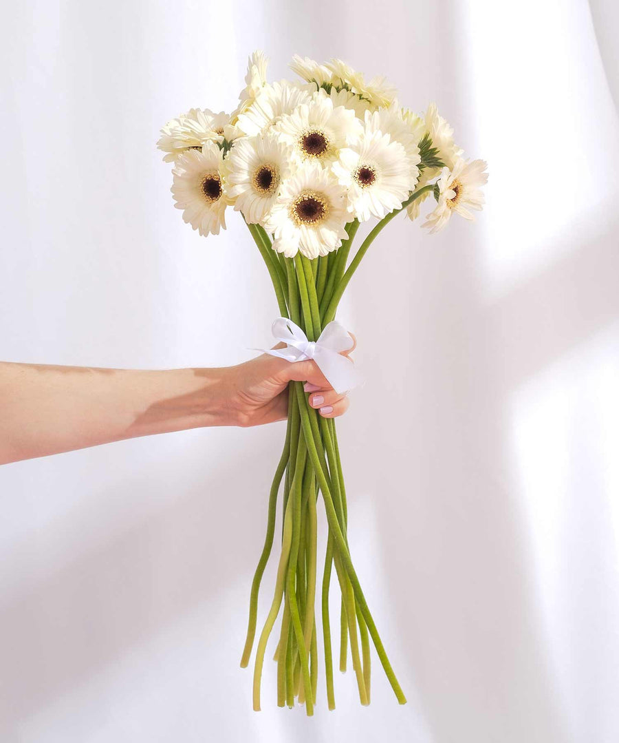 White & Yellow Gerbera Flowers - Guernsey Flowers by Post