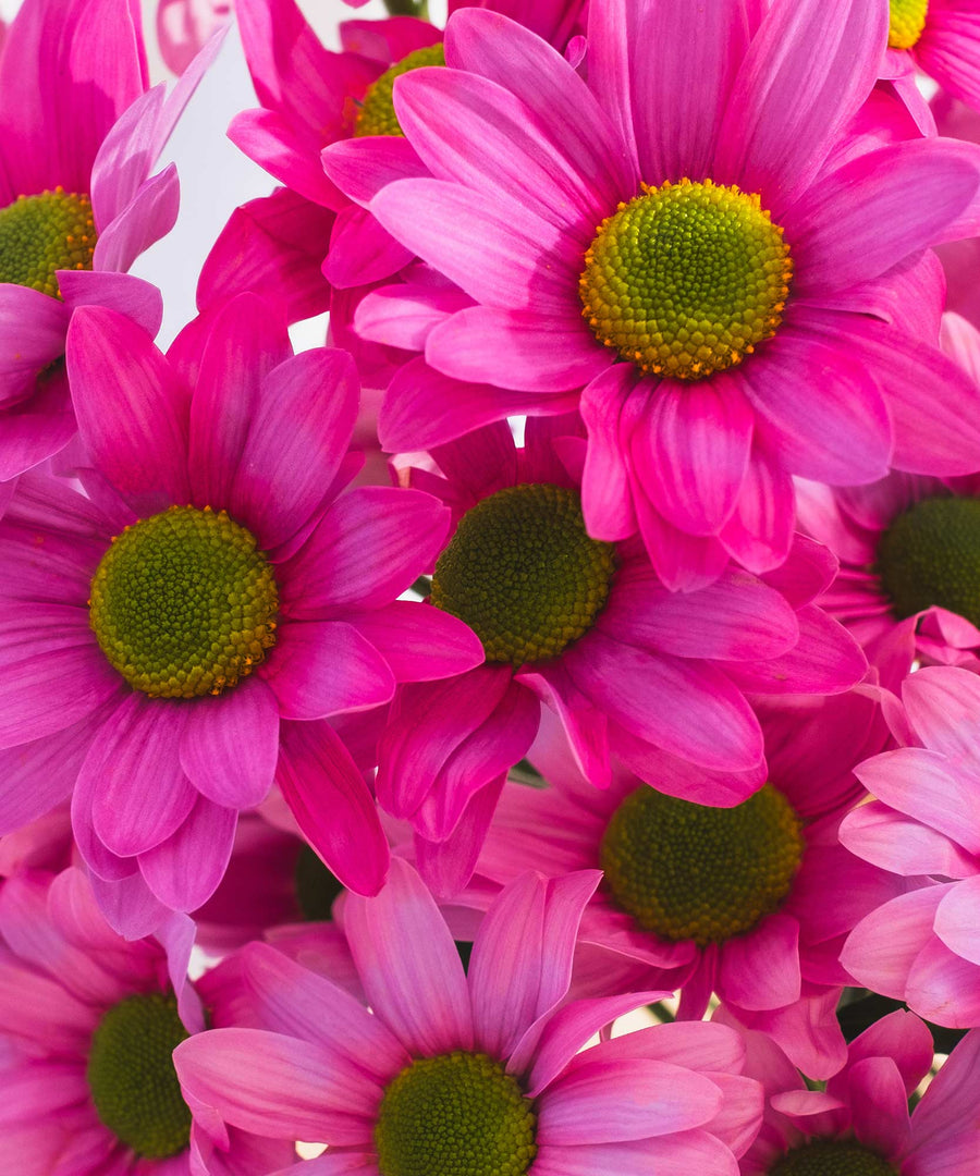 Pink Chrysanthemum Flowers - Guernsey Flowers by Post