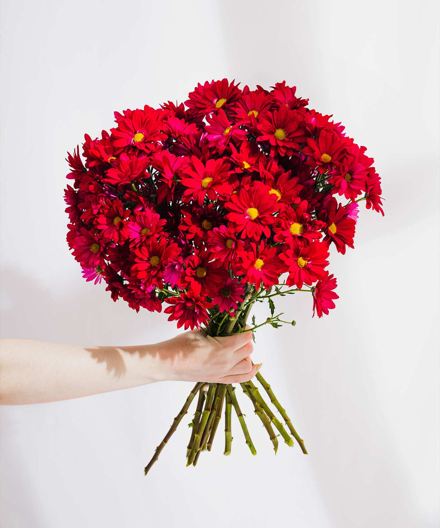 Purple Chrysanthemum Flowers - Guernsey Flowers by Post