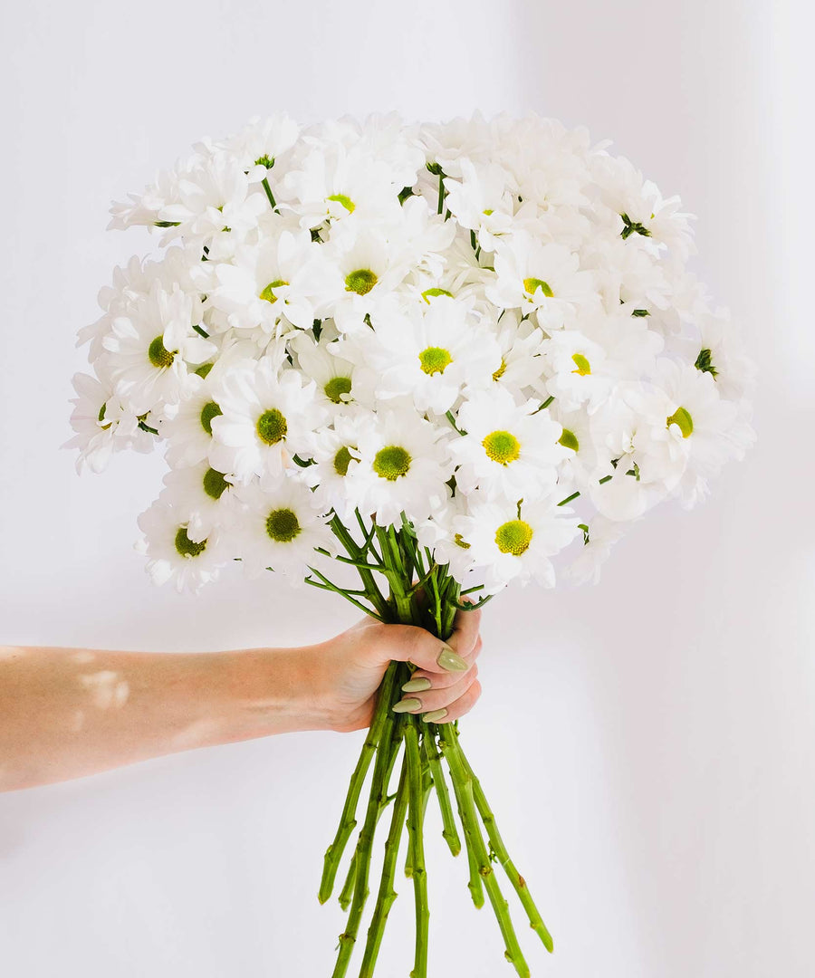 White Chrysanthemum Flowers - Guernsey Flowers by Post