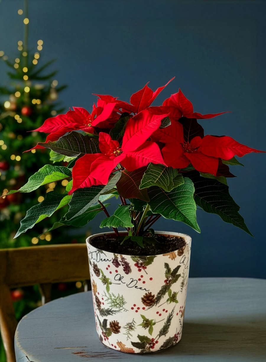 The 'Martha' | Premium Poinsettia Plant - Guernsey Flowers by Post