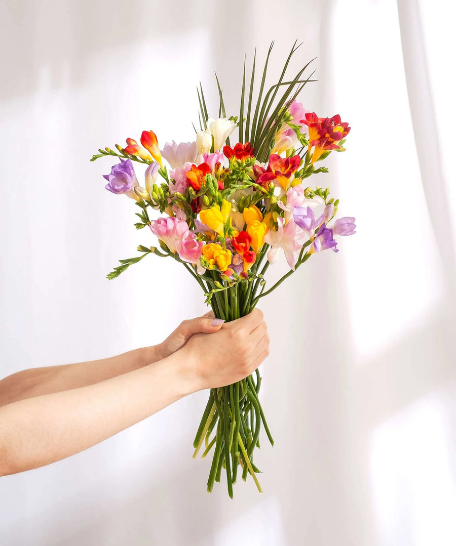 Mixed Guernsey Short Stem Freesia Flowers - Guernsey Flowers by Post