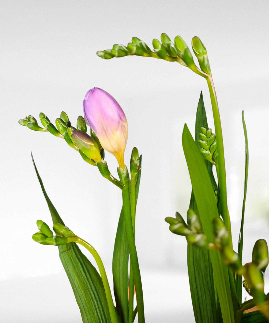 Lilac Freesia Plant - Guernsey Flowers by Post
