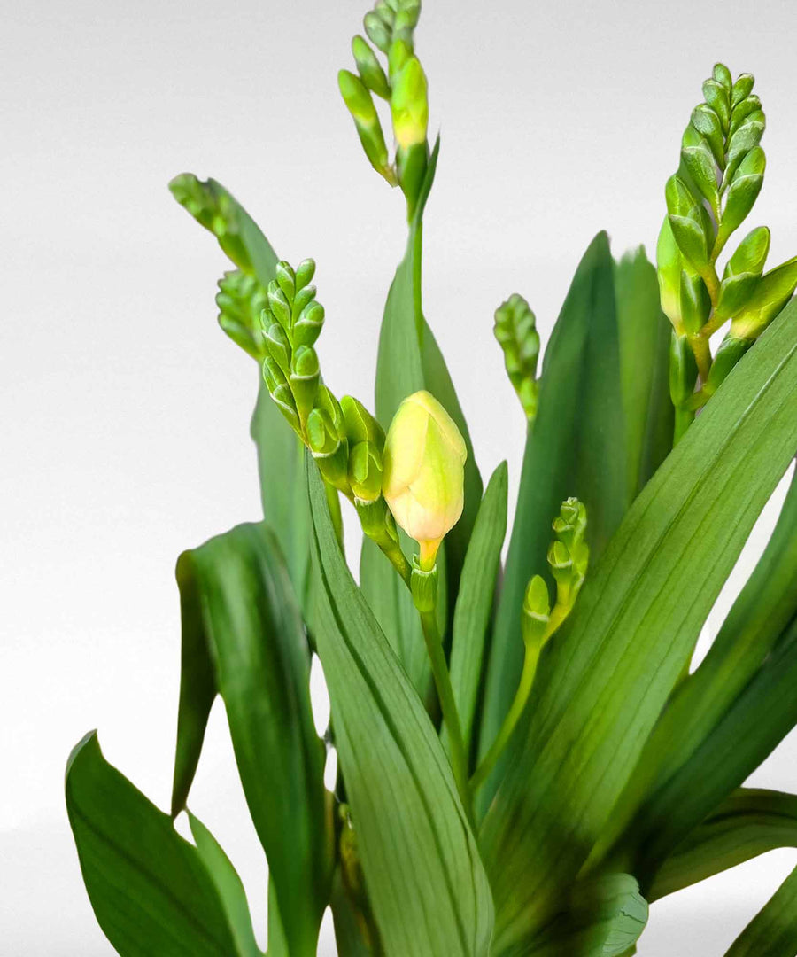 Yellow Freesia Plant - Guernsey Flowers by Post