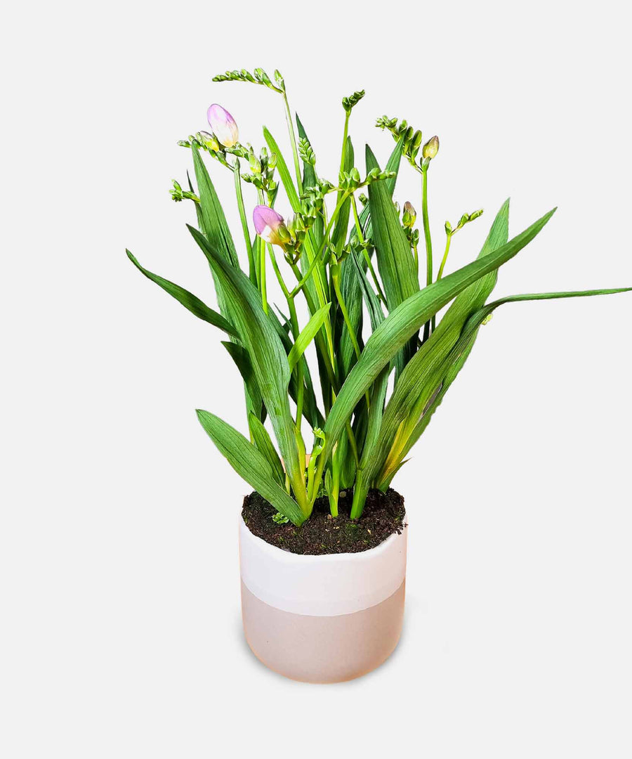 Lilac Freesia Plant - Guernsey Flowers by Post