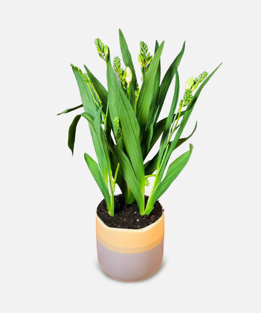 White Freesia Plant - Guernsey Flowers by Post